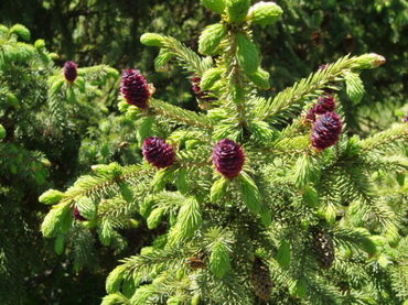Ель лицзянская Рубесценс (Picea likiangensis 'Rubescens')