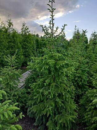 Ель сербская Оморика (Picea omorika 'Omorika')