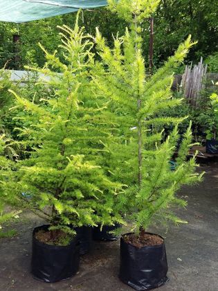 Лиственница сибирская (Larix sibirica)