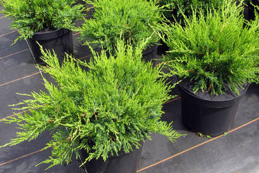 Можжевельник Пфитцериана Минт Джулеп (Juniperus x pfitzeriana 'Mint Julep')