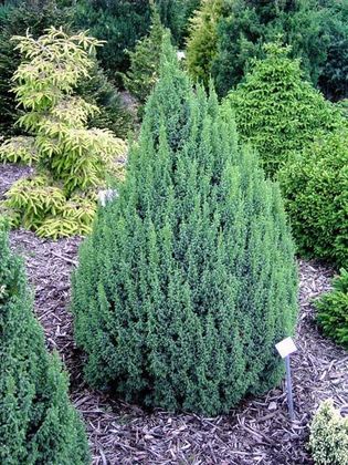 Можжевельник чешуйчатый "Loderi"