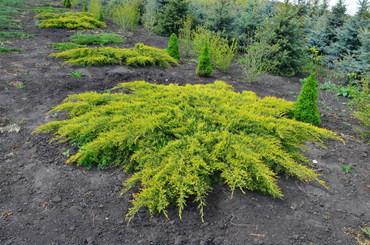 Можжевельник Пфитцериана Олд Голд (Juniperus x pfitzeriana 'Old Gold')