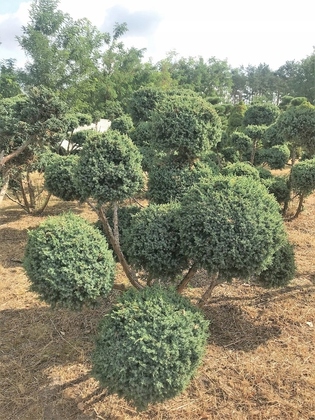 Можжевельник Блю Альпс (Juniperus chinensis 'Blue Alps') (бонсай)