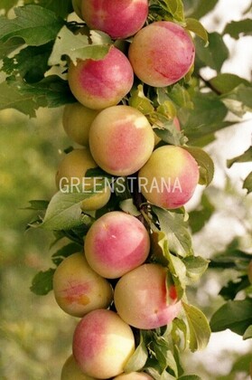 Алыча Чук (Prunus cerasifera 'Chuk')