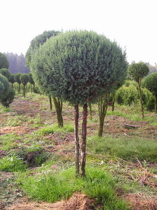 Можжевельник скальный Скайрокет (Juniperus scopulorum 'Skyrocket') (3 шара)