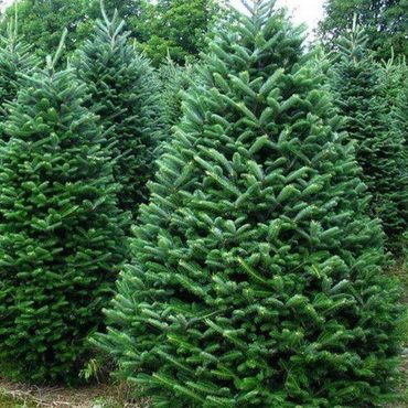 Пихта бальзамическая (Abies balsamea) EXTRA