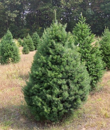 Пихта сибирская (Abies sibirica)