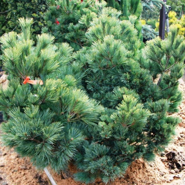 Сосна Веймутова Крюгер Лилипут (Pinus strobus 'Krüger\'s Liliput')