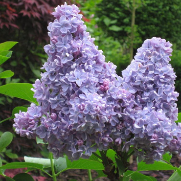 Сирень обыкновенная Карпе Дием (Syringa vulgaris 'Carpe Diem')