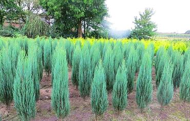 Можжевельник скальный Блю Айвори (Juniperus scopulorum 'Blue Ivory')
