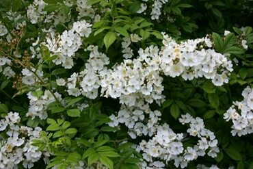 Роза многоцветковая (Rosa multiflora)