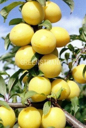 Алыча Гек (Prunus cerasifera 'Gek')