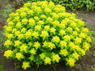 Молочай многоцветковый (Euphorbia polychroma)