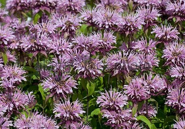 Монарда гибридная Бьюти оф Кобхэм (Monarda x hybrida 'Beauty of Cobham')