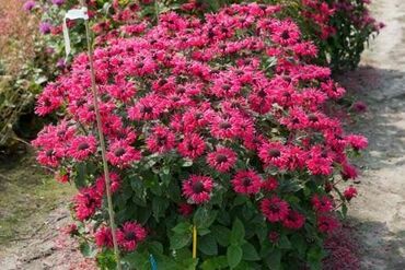 Монарда гибридная Би-Хэппи (Monarda x hybrida 'Bee-Happy')