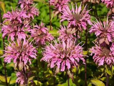 Монарда гибридная Крофтвей Пинк (Monarda x hybrida 'Croftway Pink')