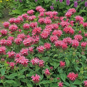 Монарда гибридная Пинк Лейс (Monarda x hybrida 'Pink Lace')
