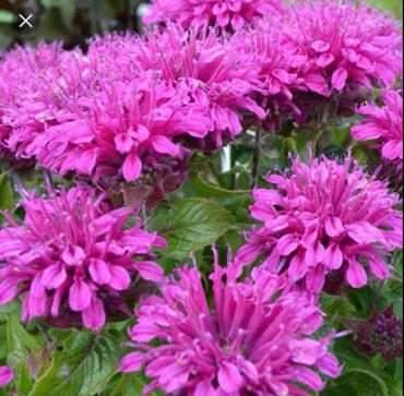 Монарда гибридная Пёрпл Энн (Monarda x hybrida 'Purple Ann')