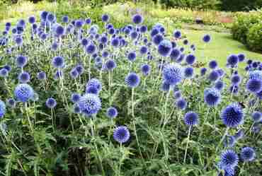 Мордовник шароголовый (Echinops sphaerocephalus)