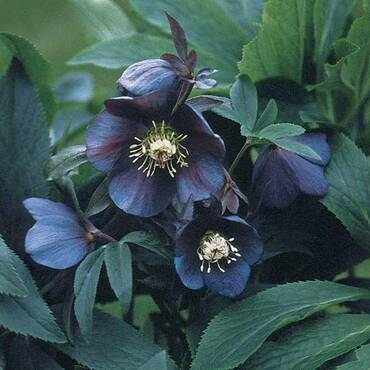 Морозник черный (Helleborus niger)