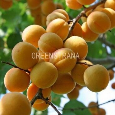 Абрикос Воронежский румяный (Prunus armeniaca 'Voronezhskiy Rumyanyy')