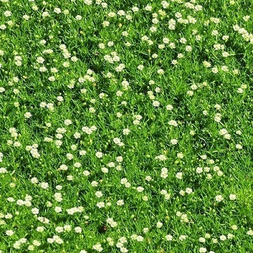 Мшанка шиловидная "Green Moss"