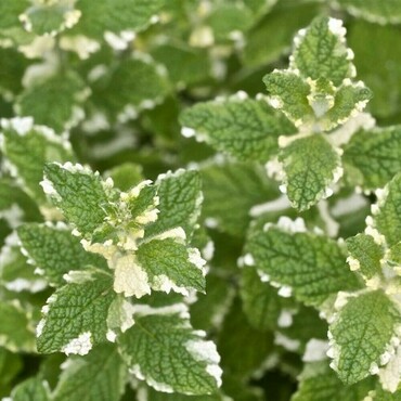 Мята Ананасминце (Mentha suaveolens 'Ananasminze')