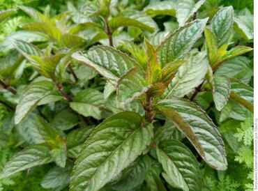 Мята Цитаро (Mentha x piperita 'Citaro')