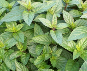 Мята Мультимента (Mentha x piperita 'Multimentha')