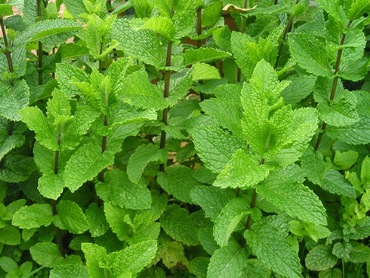 Мята колосковая (Mentha spicata)