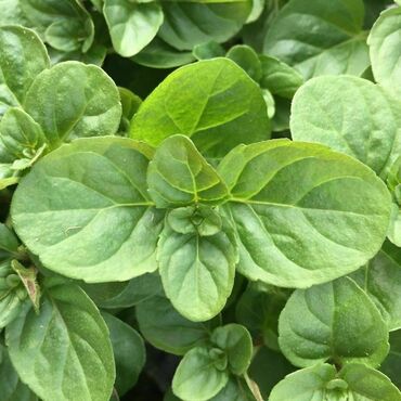 Мята перечная Цитрата (Mentha x piperita f. citrata)