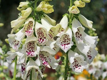 Наперстянка Далматин Микс (Digitalis purpurea 'Dalmatin Mix')