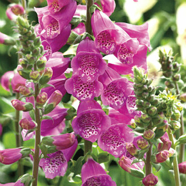 Наперстянка Далматин Пёрпл (Digitalis purpurea 'Dalmatin Purple')