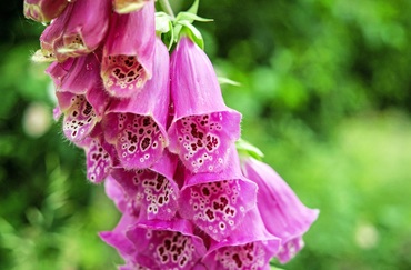 Наперстянка Пинк Пантер (Digitalis purpurea 'Pink Panther')