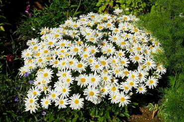 Нивяник гибридный Мадонна (Leucanthemum x superbum 'Madonna')