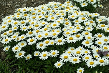 Нивяник гибридный Уайт Бриз (Leucanthemum x superbum 'White Breeze')