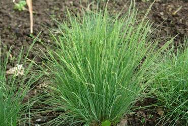 Овсяница валлисская (Festuca valesiaca)