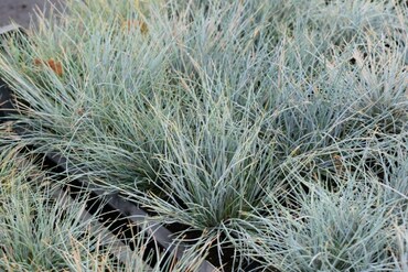 Овсяница сизая Элайджа Блю (Festuca glauca 'Elijah Blue')