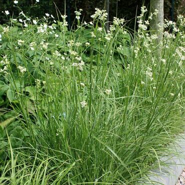 Ожика снежная (Luzula nivea)