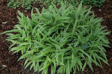 Осока ржавопятнистая (Carex siderosticta)