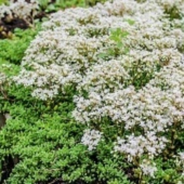 Очиток белый Корал Карпет (Sedum album 'Coral Carpet')