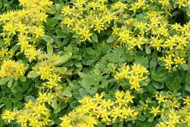 Очиток гибридный Голд (Sedum hybridum 'Gold')