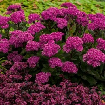 Очиток гибридный Мистер Гудбад (Sedum 'Mr. Goodbud')