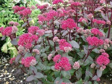 Очиток гибридный Ред Коли (Sedum 'Red Cauli')