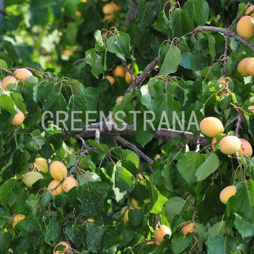 Абрикос Успех (Prunus armeniaca 'Uspekh')