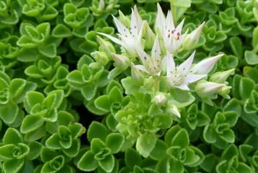 Очиток ложный Альбум (Phedimus spurius 'Album')