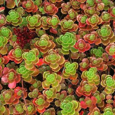 Очиток ложный Кокцинеум (Phedimus spurius 'Coccineum')