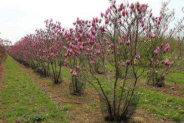 Магнолия виргинская (Magnolia virginiana)