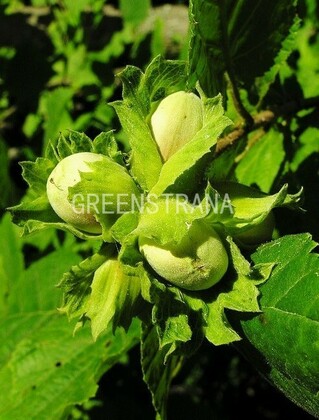 Лещина обыкновенная (Орешник) Болвиллер (Corylus avellana 'Merveille de Bollwiller')