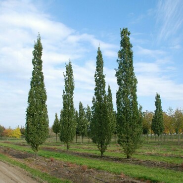 Тополь Памяти Вавилова (Populus 'Pamjati Vavilova')